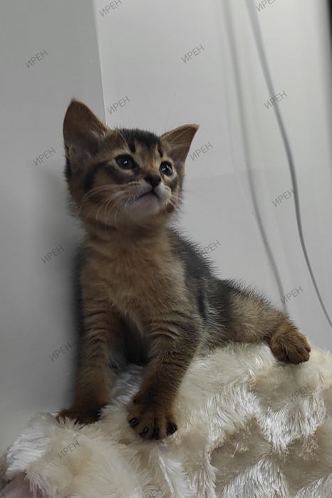 Абиссинец в ваш дом