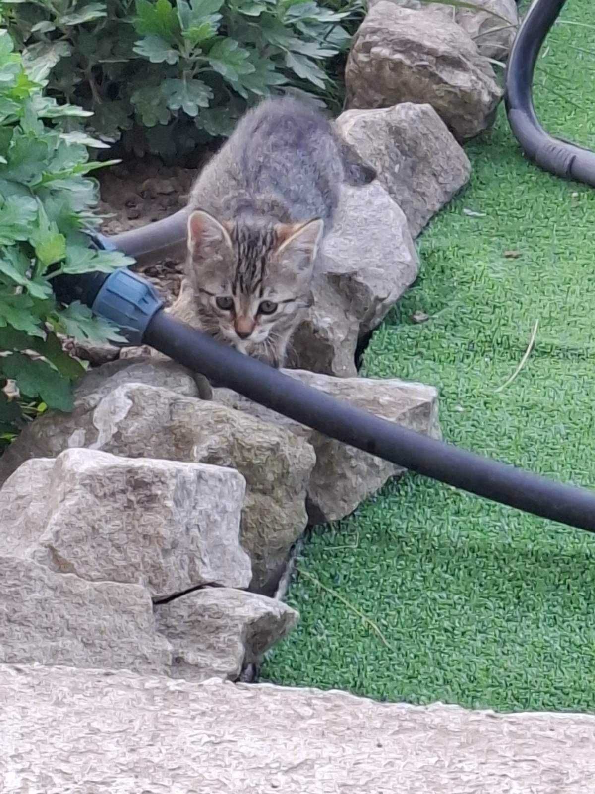 Подарявам котенца
