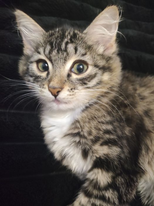 Отдам даром котенка девочку