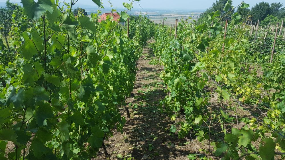 Vând  casâ de vacanta cu vie