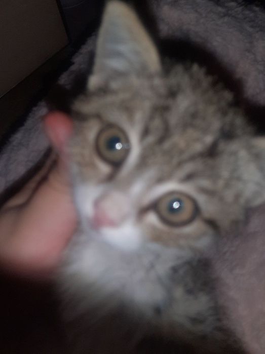 Отдам котят только добрым