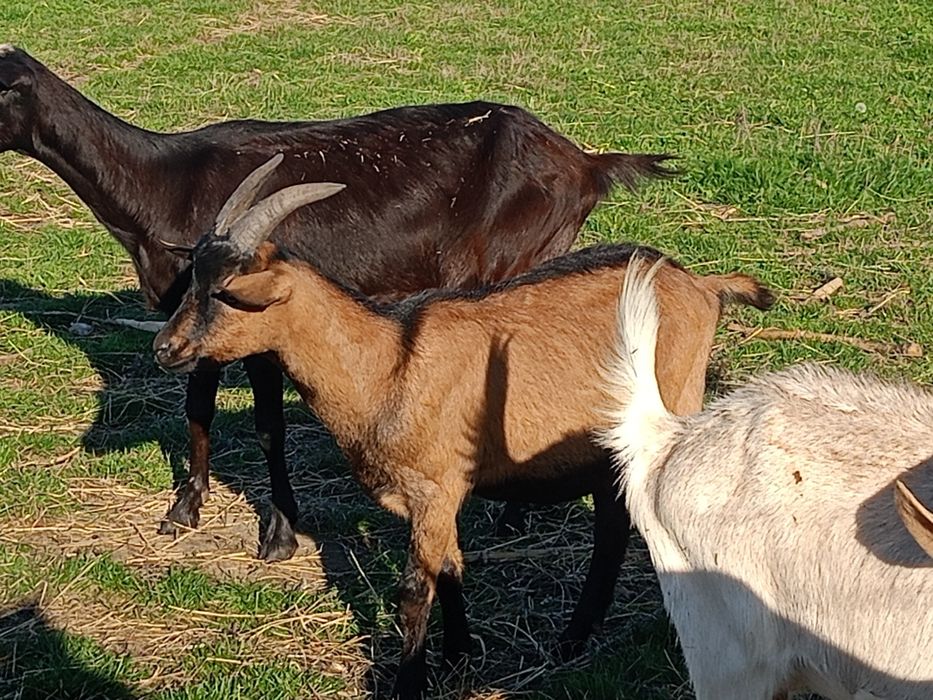 Țapi din primăvară