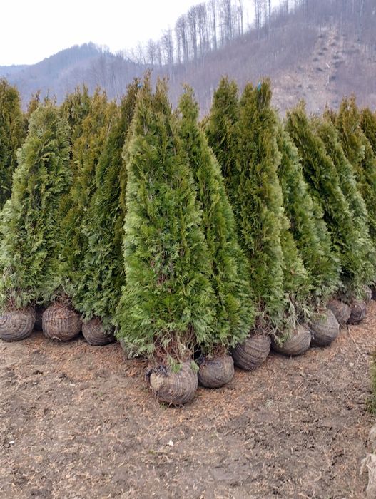 Plante ornamentale și gazon rulou