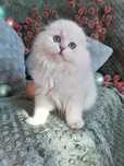 Pisica Scottish Fold