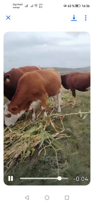 5 juninci gestante de vânzare com Borșa jud Cluj