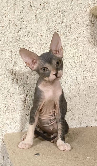 Донски Сфинкс с родословие момченце