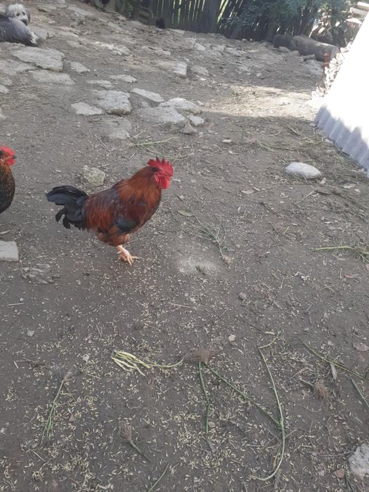 Cocosi de casa