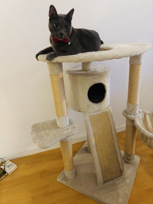 Sisal pisici stil turn.