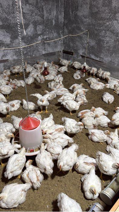 Бройлердын еты бар сойылган тазаланган