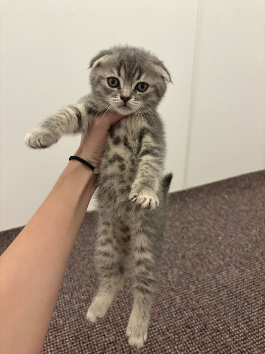 Puiuț pisică scottish fold