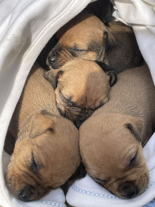 Питбуль девочка продаем