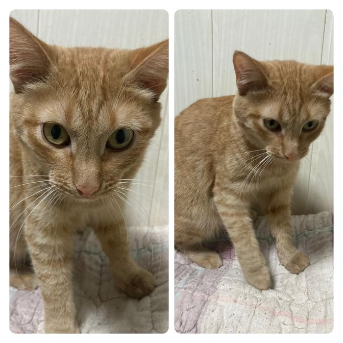 Кошка подросток стерильная  ищет дом! Костанай ! Привезем !