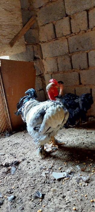 Galasheyka xòroz sotiladi