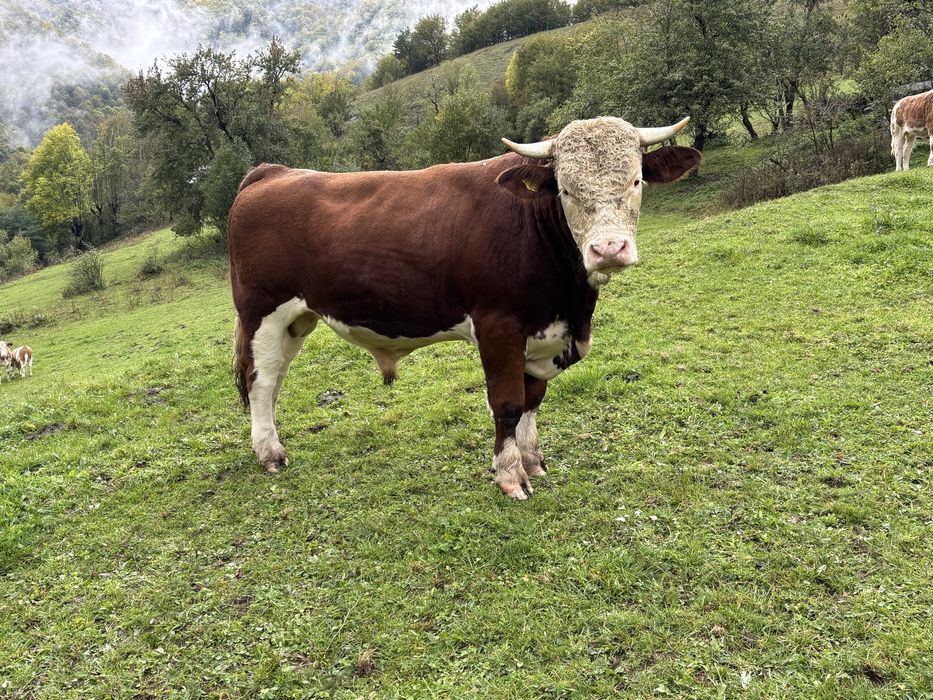 Taur de vânzare bun de montă