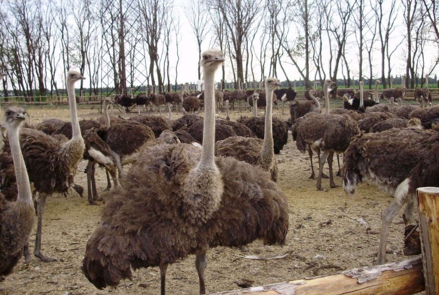 Туякуш страус straus ostrich острич 5ёшли тухумда