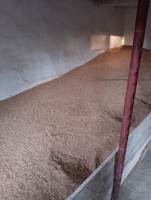 Vând triticale aprox 1,5-2 tone