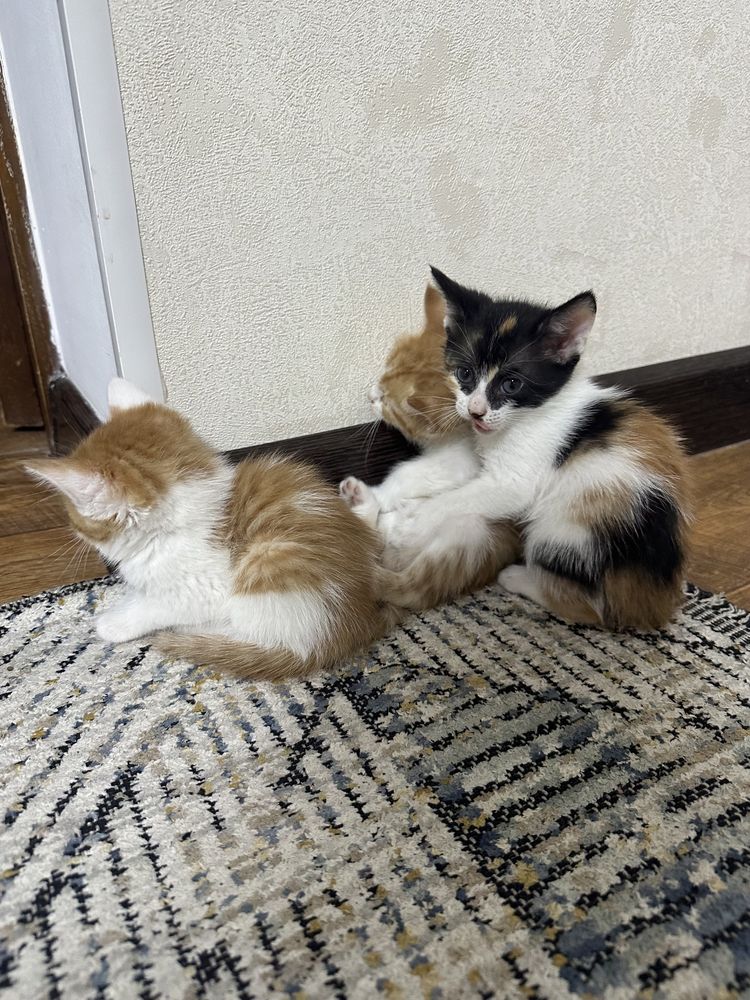 Котятя в добрые руки