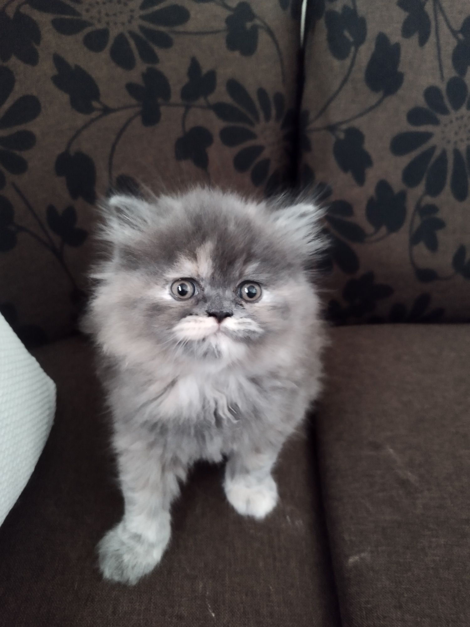 Персийски котета момичета
