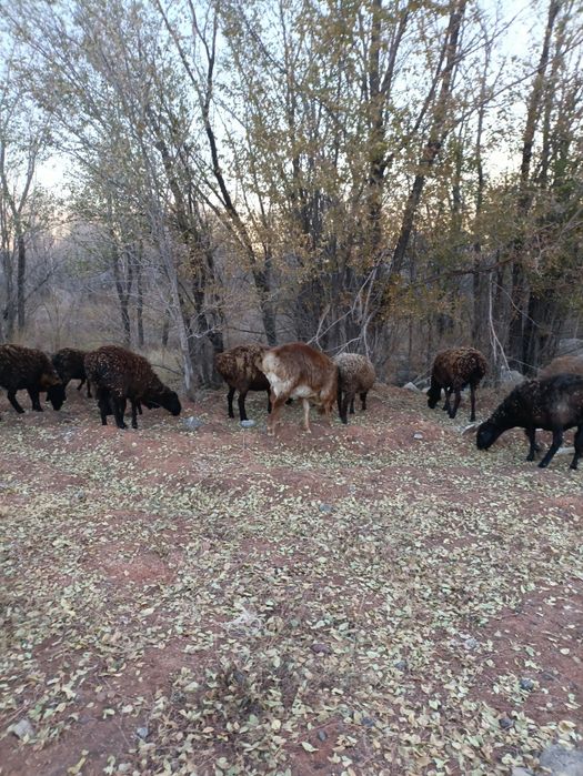 Баран на племя .