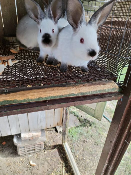 Vînd iepuraș din rasa californian