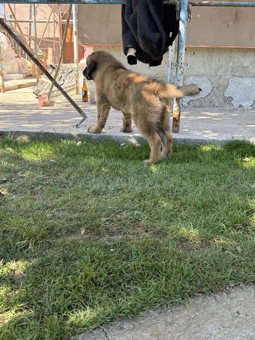 Femela ciobanesc caucazian