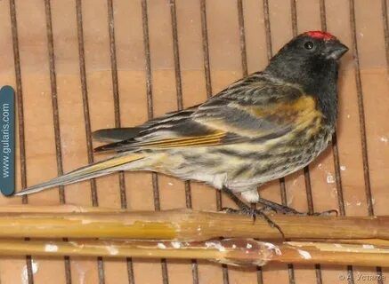 Королевские вьюрки