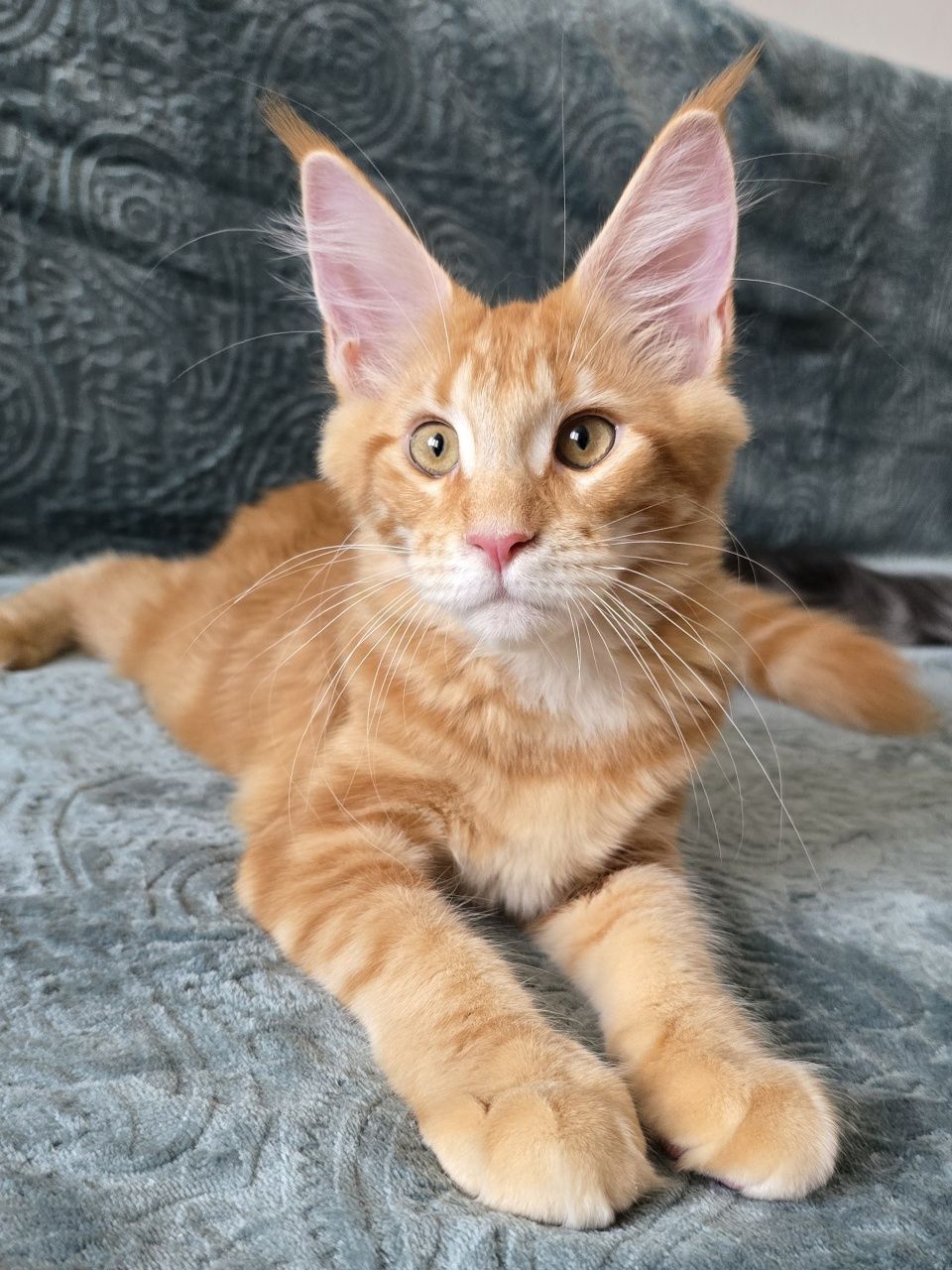 Pisoi Maine Coon cu Pedigree