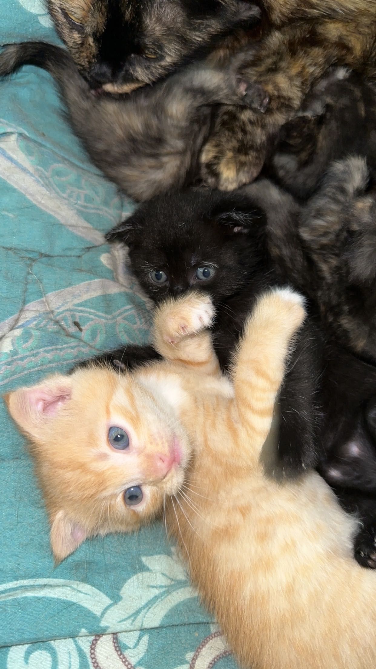 Котята с голубыми глазами