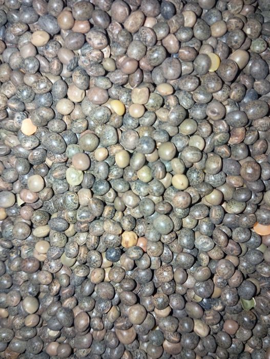 Vând semințe de borceag măzăriche selectată