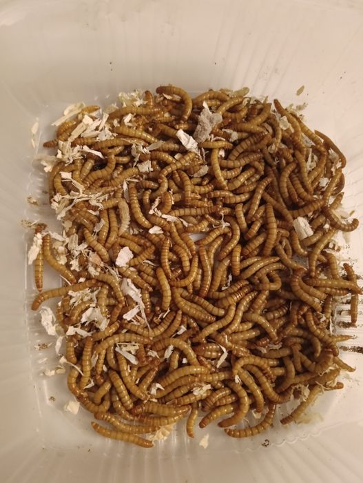 Hrană vie pentru reptile