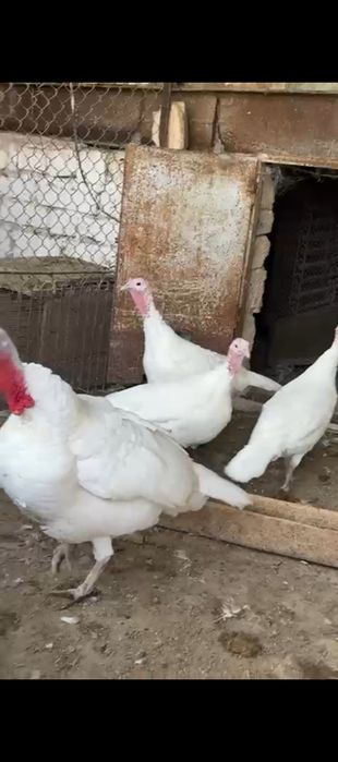 Индюктер сатылады