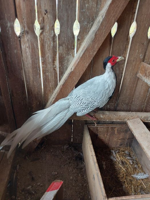 Fazani argintii  de vanzare