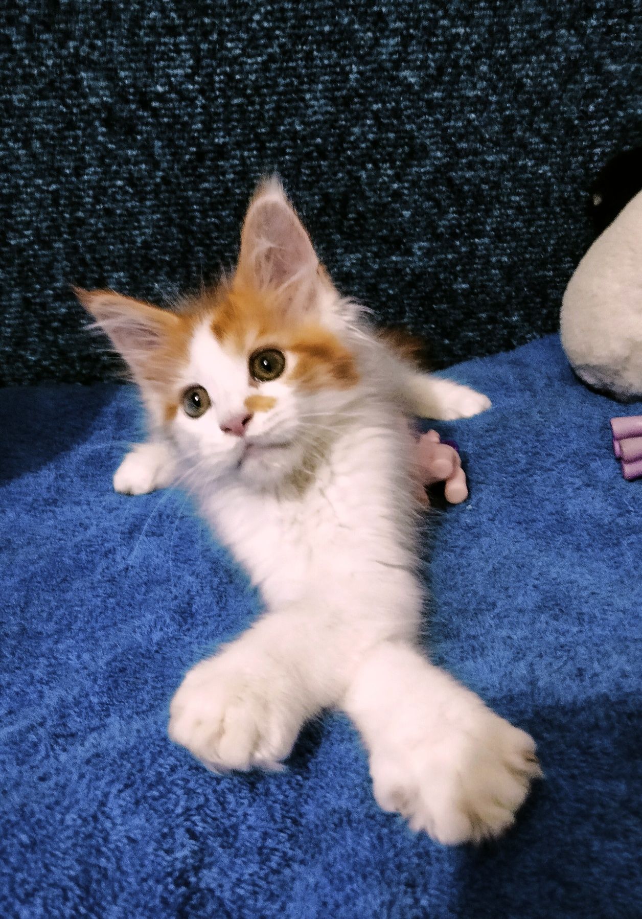 Котята Мейнкун !