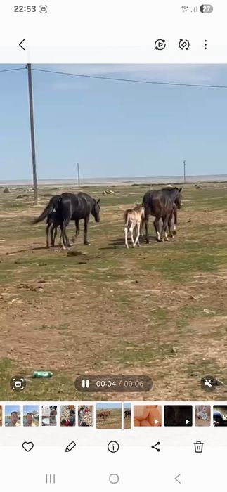 Продам кобыла 3 срочно