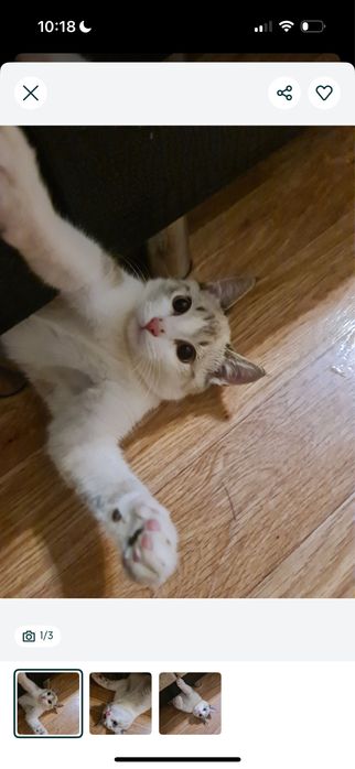 ОТДАМ КОТА В хорошие руки.