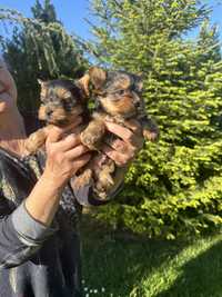 Catei Yorkshire Terrier