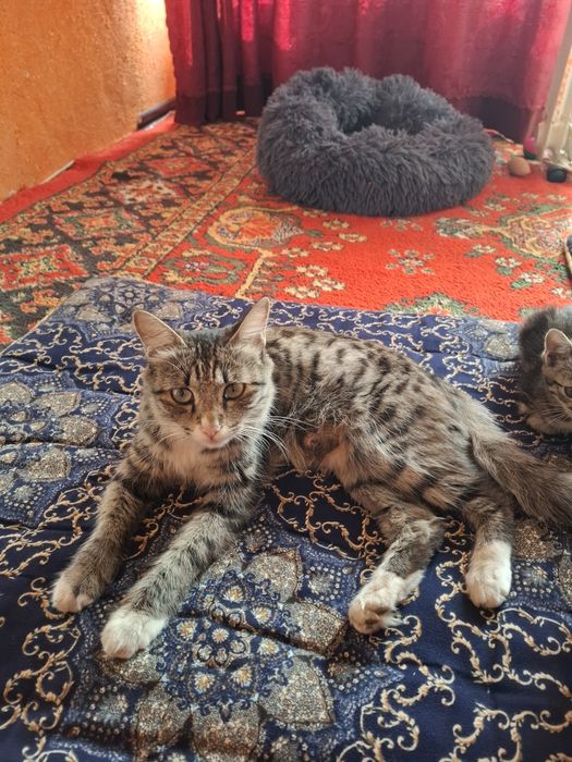 Продаются котята этой кошечки.Срочно