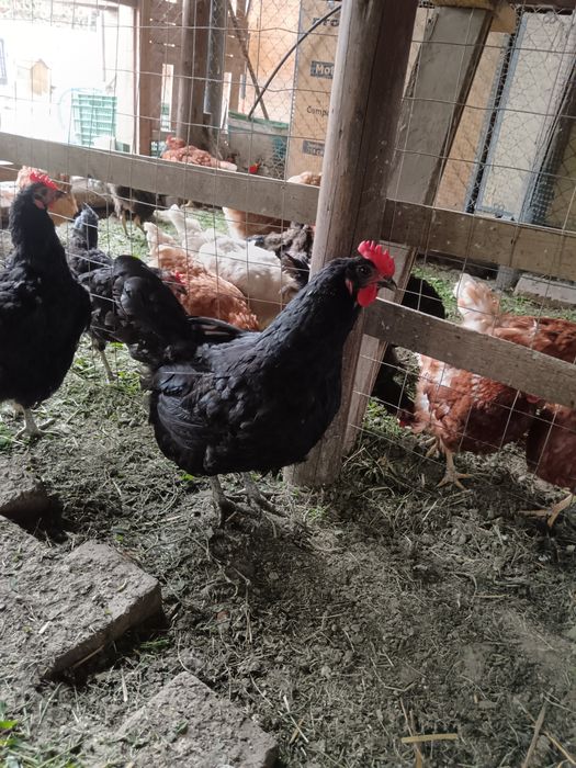 Australorp de vanzare