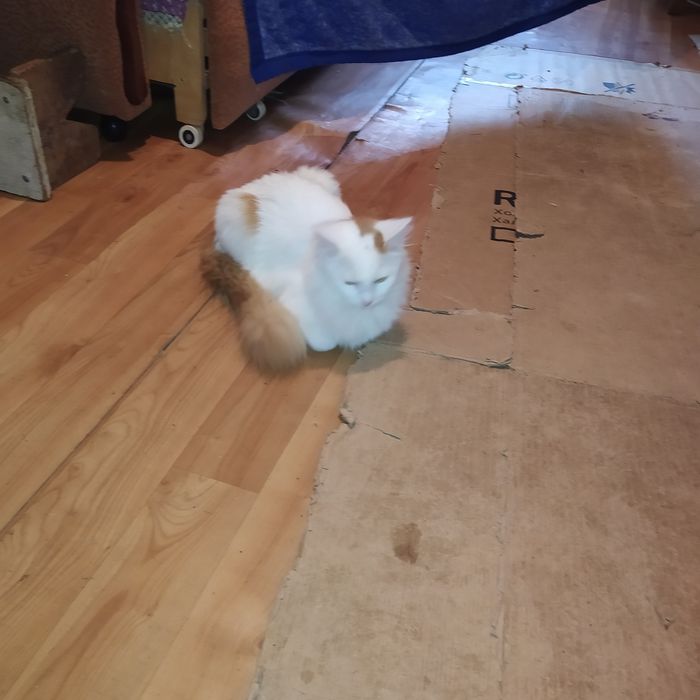 Отдам Кота в добрые руки