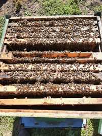 Vand Familii de albine cu sau fără cutie