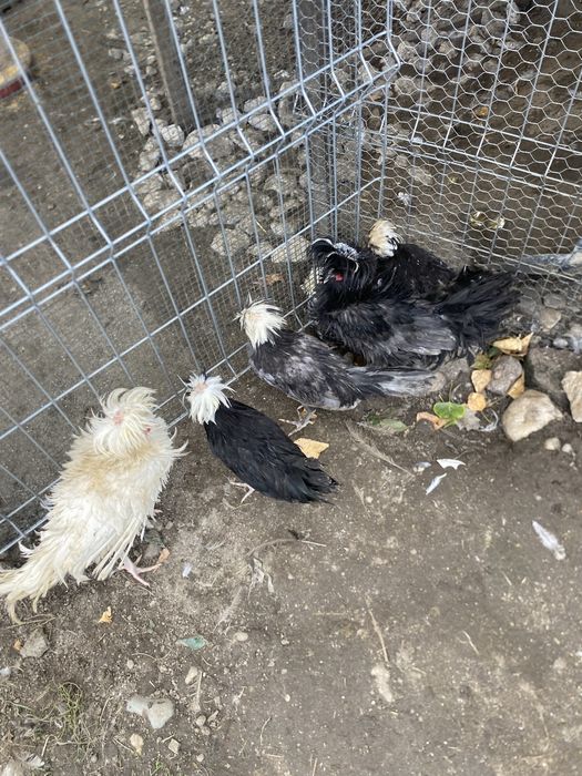 Vand gaini motate olandeze