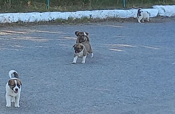 Щенята в добрые руки