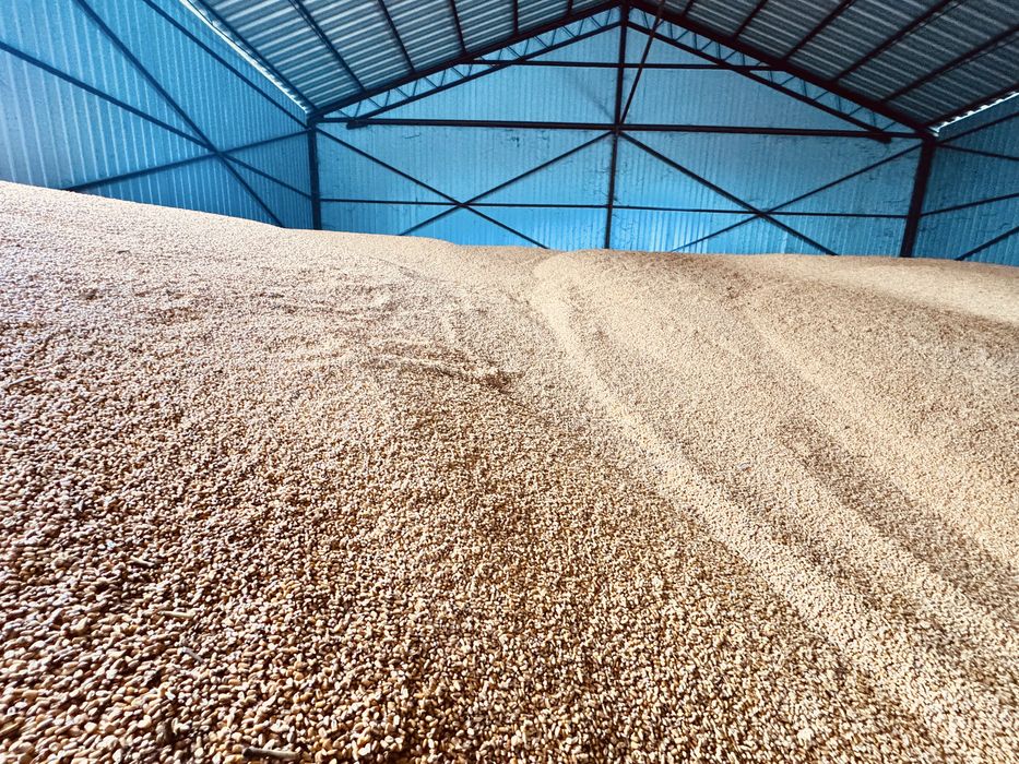 Vand porumb uscat recolta 2025