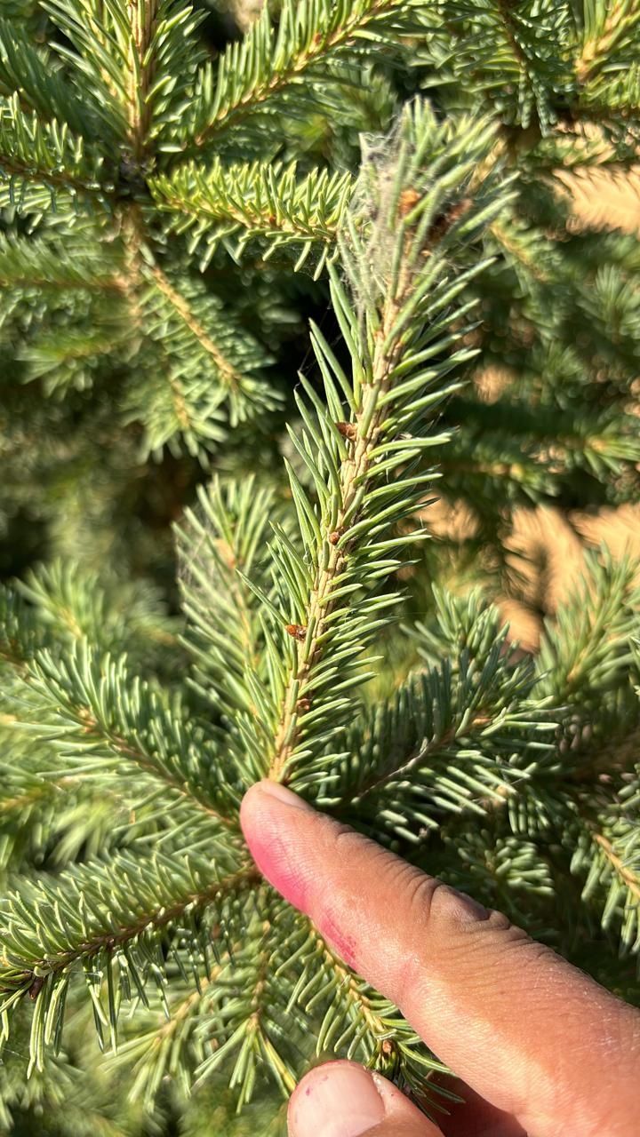 Лечение хвойных деревьев