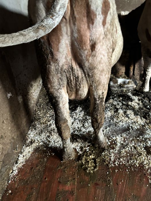 Vand jurinci baltate