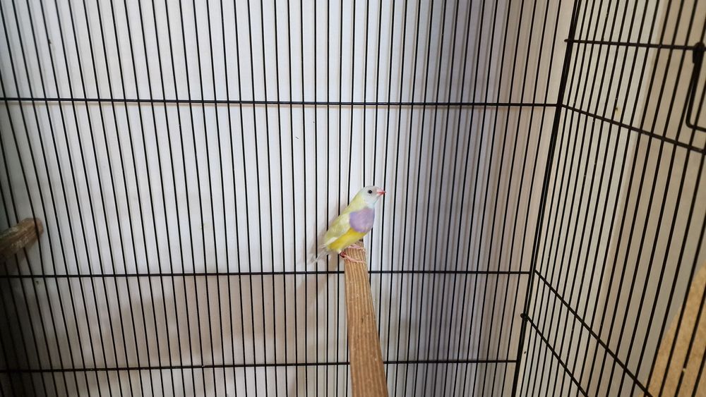 Гулдови амадини!!!