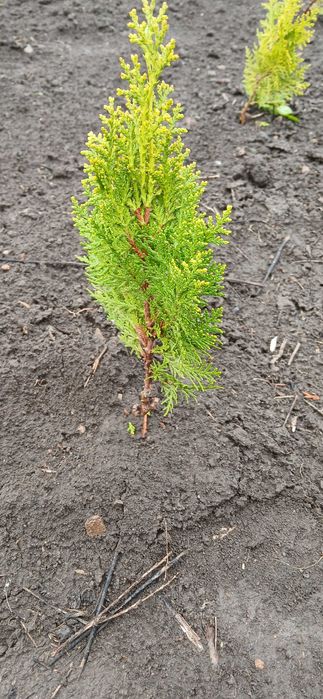 Храсти и лигуструм