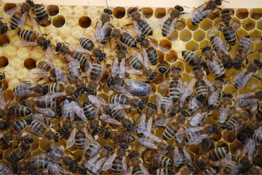 Vand 30 familii de albine populate