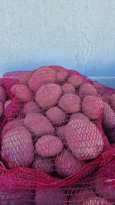 Cartofi pol cantități mari toate soiurile