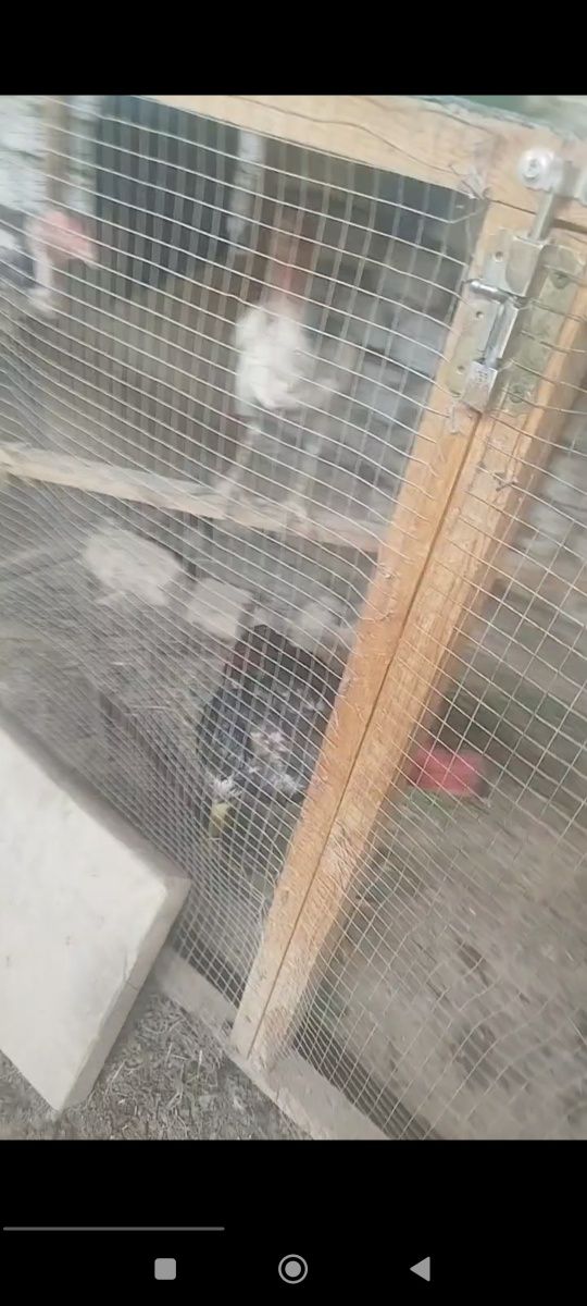 Boqi tovuq hoʻrozlar sotiladi
